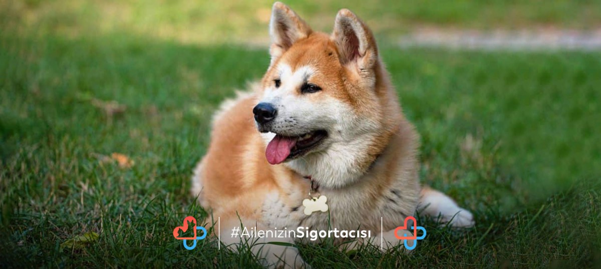 Akita Inu Köpeği Özellikleri - Evcilhayvansagligi.com