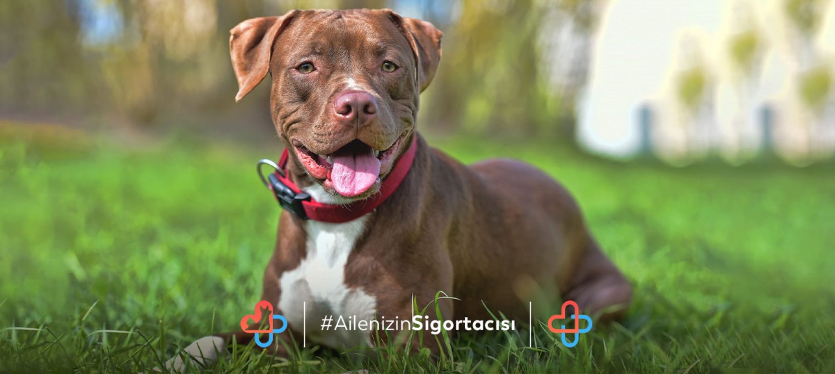 American Pitbull Terrier Köpeği Özellikleri - Evcilhayvansagligi.com