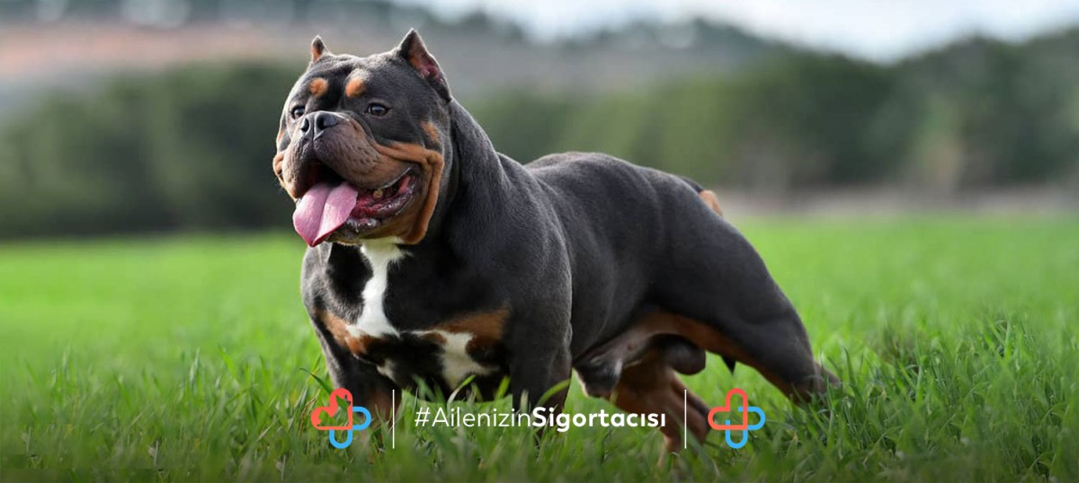 American Bully Köpeği Özellikleri - Evcilhayvansagligi.com