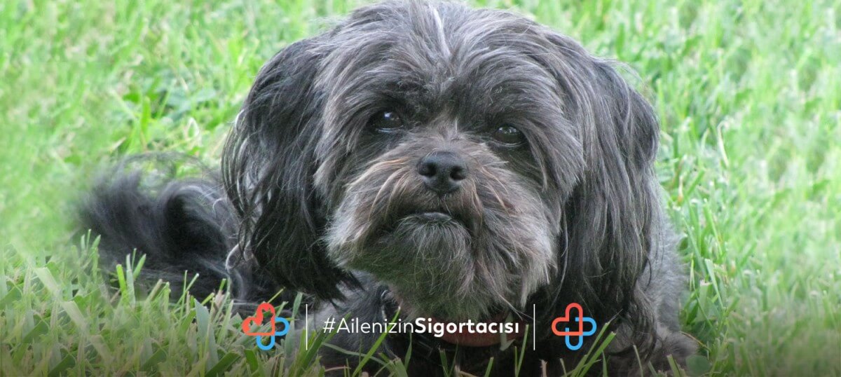 Affenpinscher Köpeği Özellikleri - Evcilhayvansagligi.com