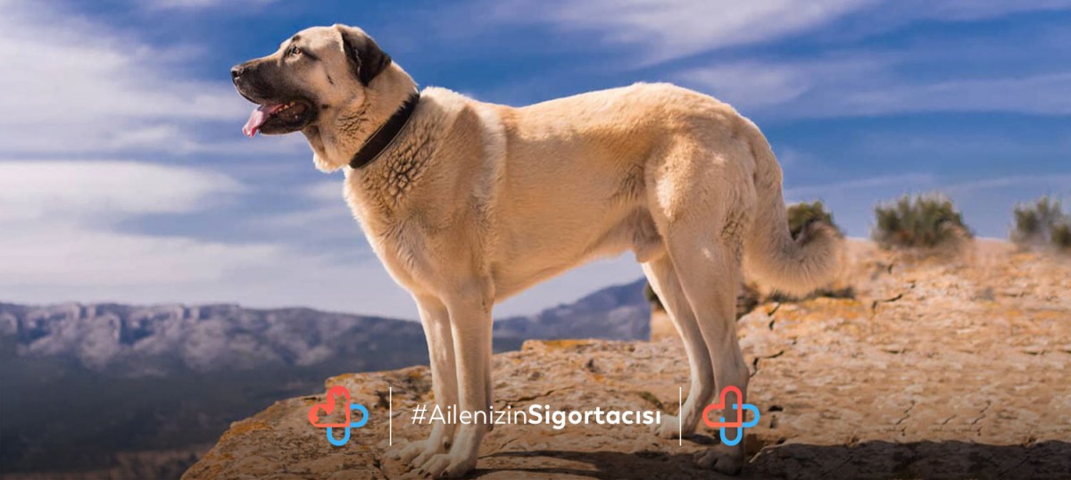 Anadolu Çoban Köpeği (Kangal) Özellikleri - Evcilhayvansagligi.com