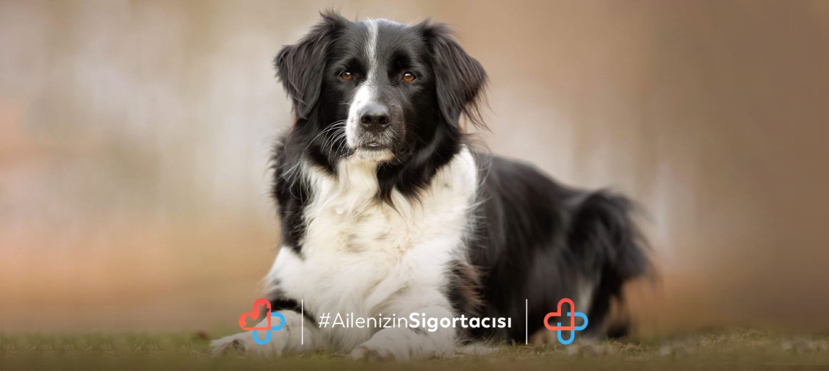 Border Collie Köpeği Özellikleri - Evcilhayvansagligi.com