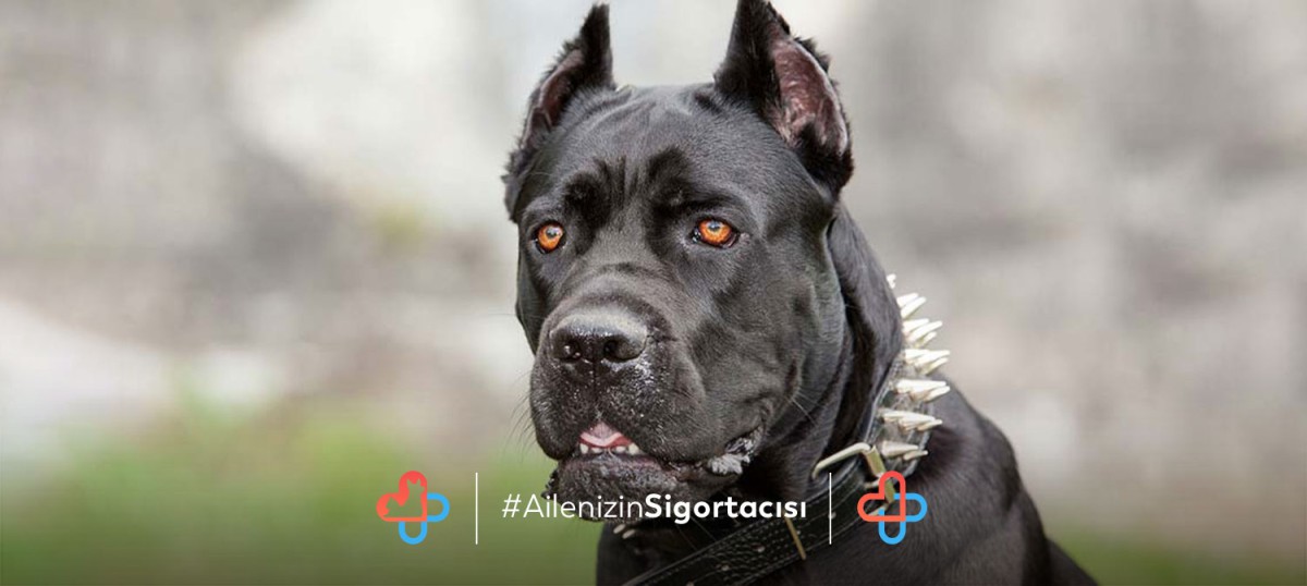 Cane Corso